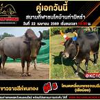 วัวชนวันนี้